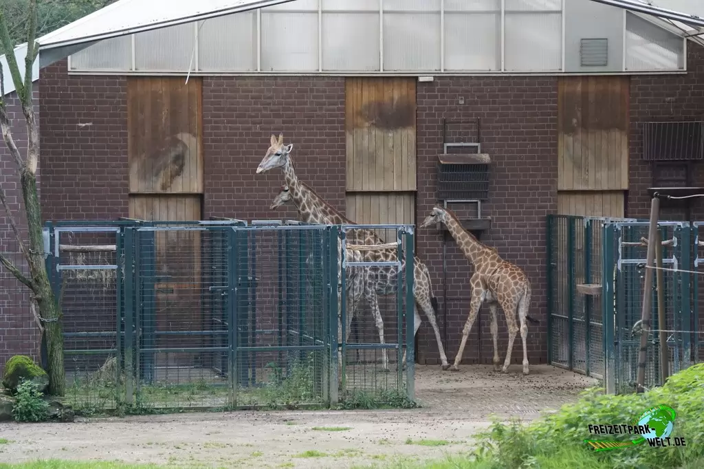 Giraffe im Zoo Dortmund - 2014