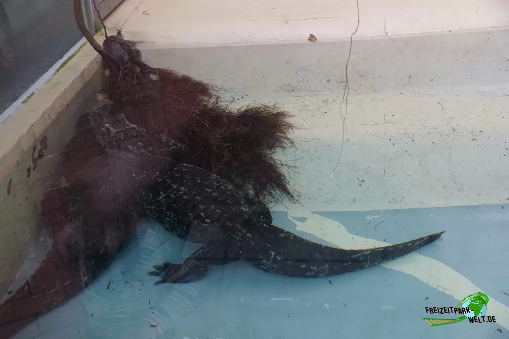 Keilkopf-Glattstirnkaiman im Zoo Dortmund - 2014