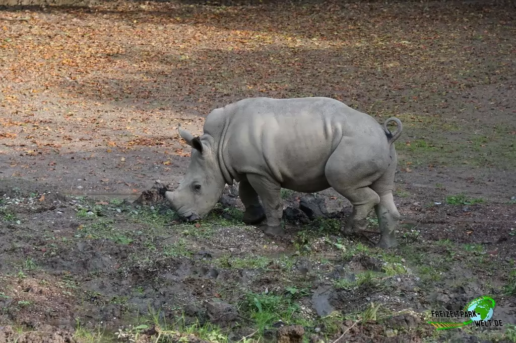 Breitmaul-Nashorn im Zoo Dortmund - 2014