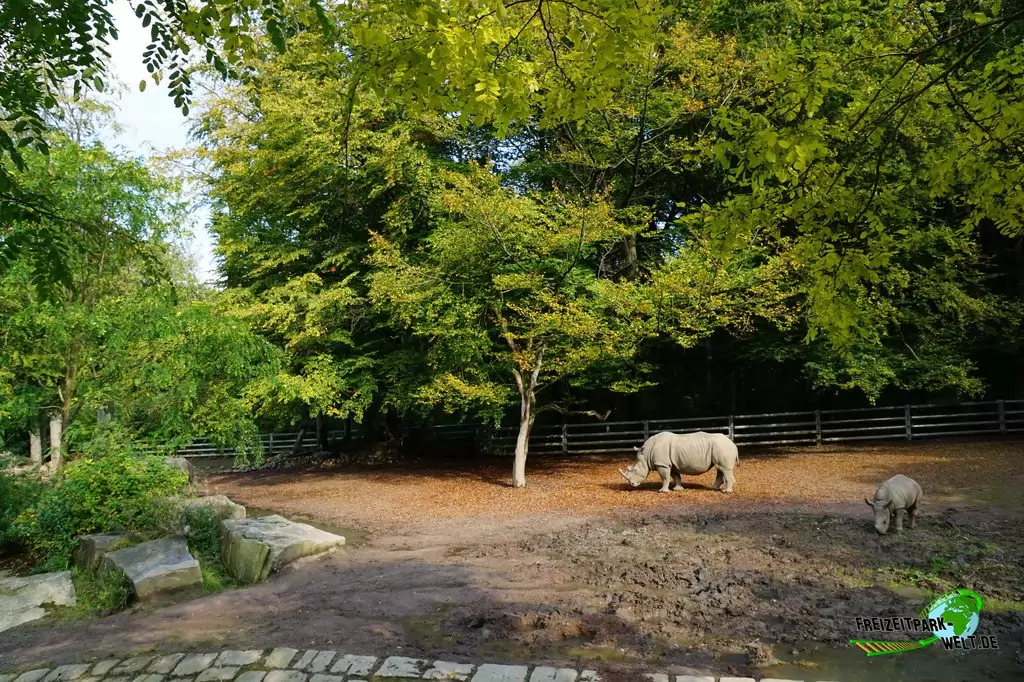 Breitmaul-Nashorn im Zoo Dortmund - 2014