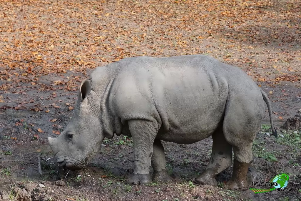 Breitmaul-Nashorn im Zoo Dortmund - 2014