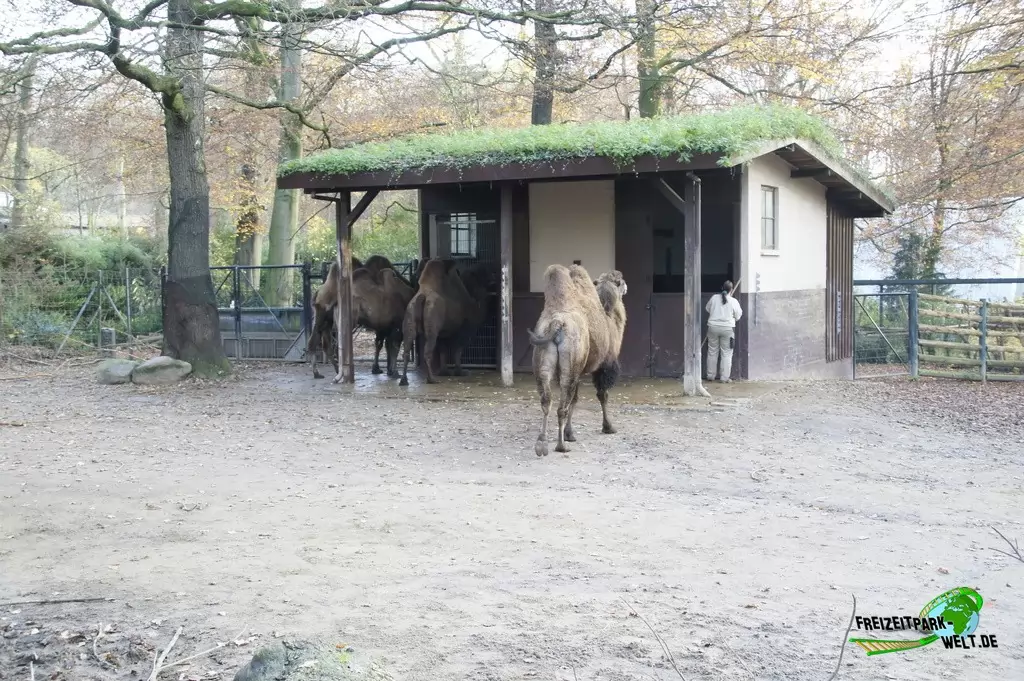 Trampeltier im Zoo Dortmund - 2014