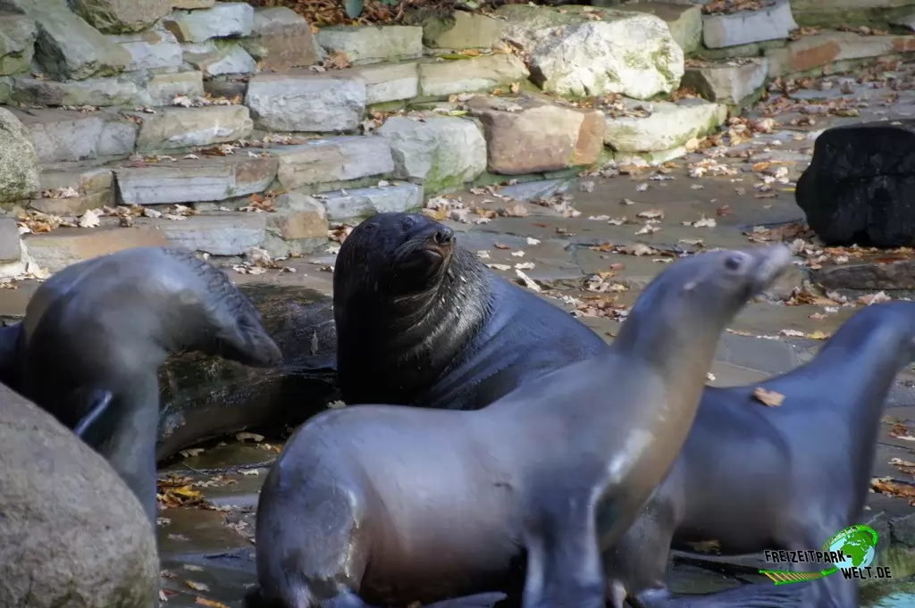 Kalifornischer Seelöwe im Zoo Dortmund - 2014