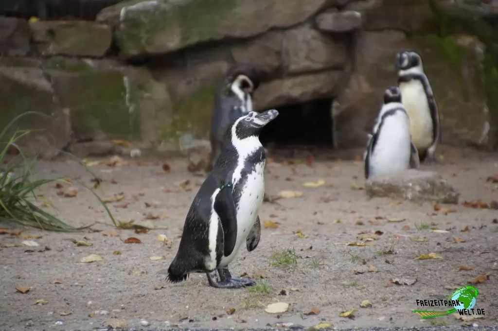 Humboldt-Pinguine im Zoo Dortmund - 2014