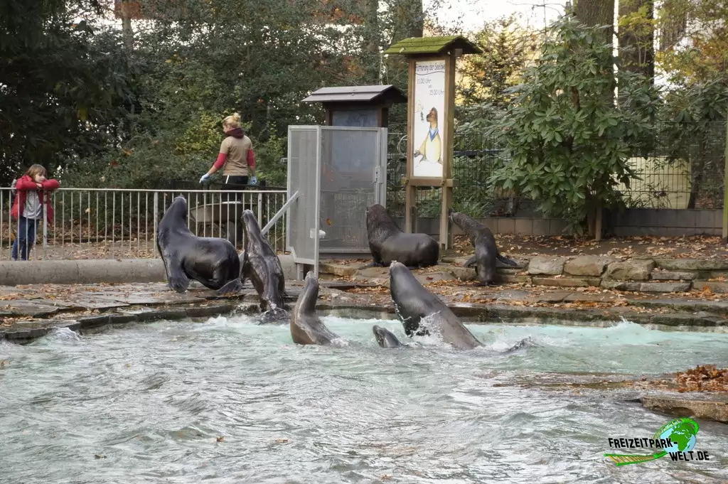 Kalifornischer Seelöwe im Zoo Dortmund - 2014
