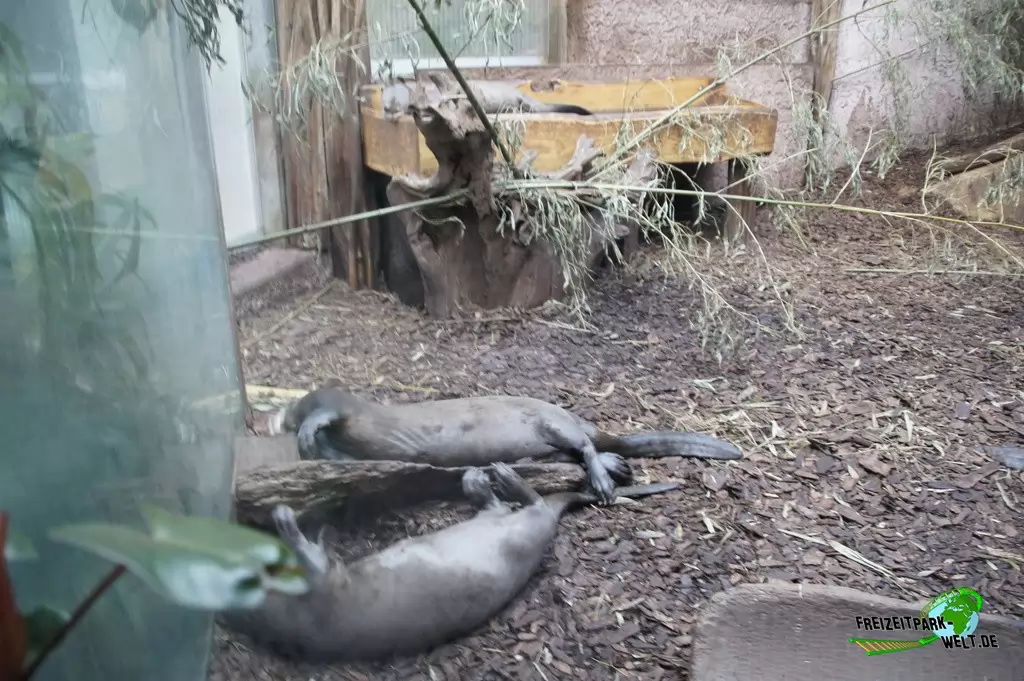Riesenotter im Zoo Dortmund - 2014