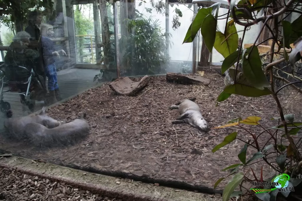 Riesenotter im Zoo Dortmund - 2014