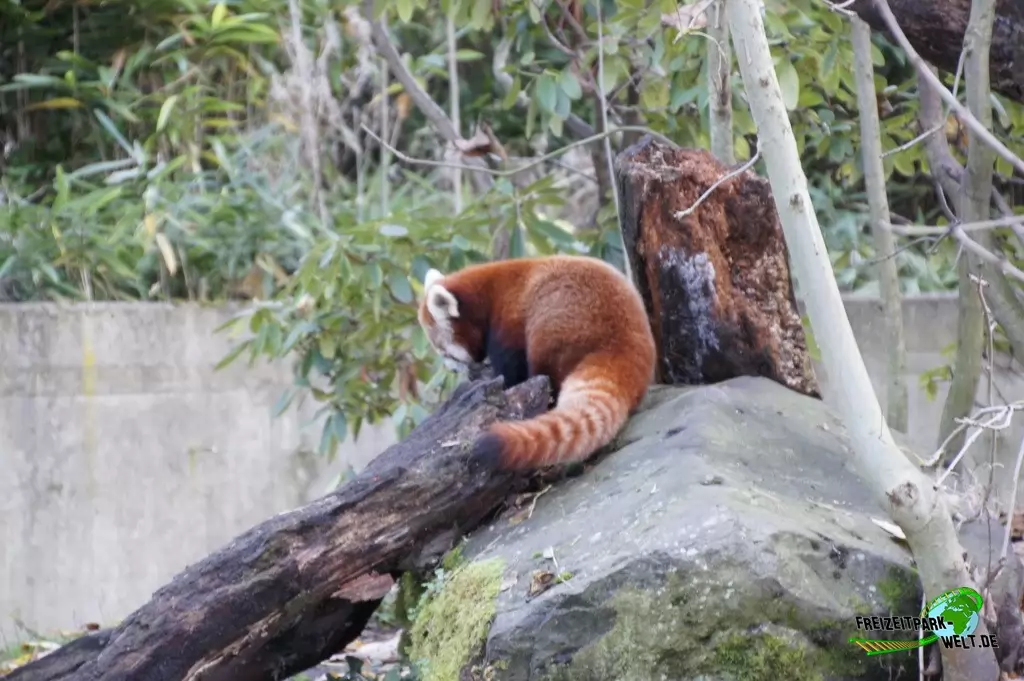 Kleiner Panda im Zoo Dortmund - 2014