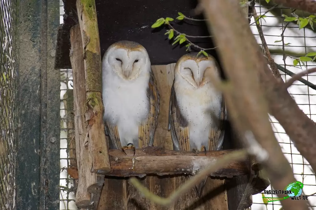 Schleiereule im Zoo Dortmund - 2015
