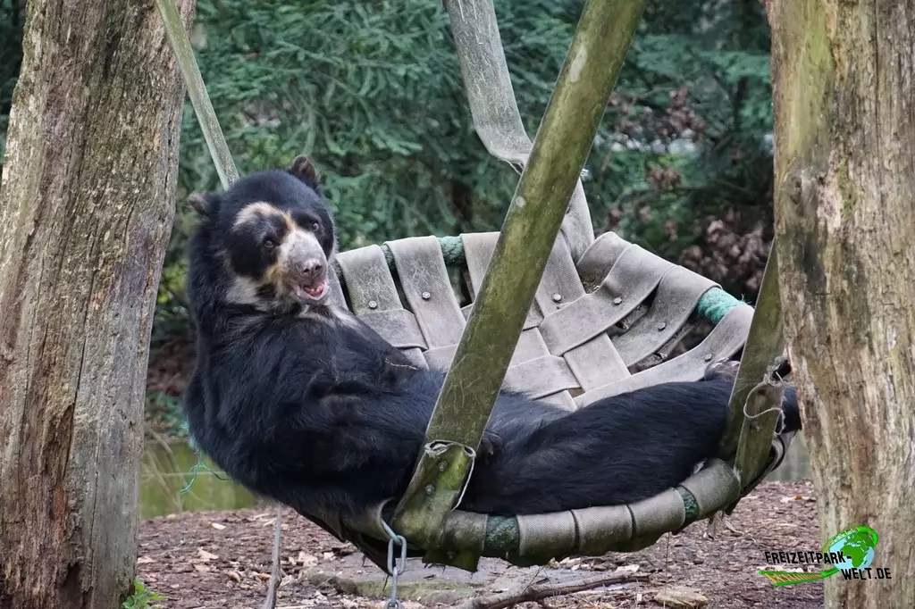 Brillenbär im Zoo Dortmund - 2015
