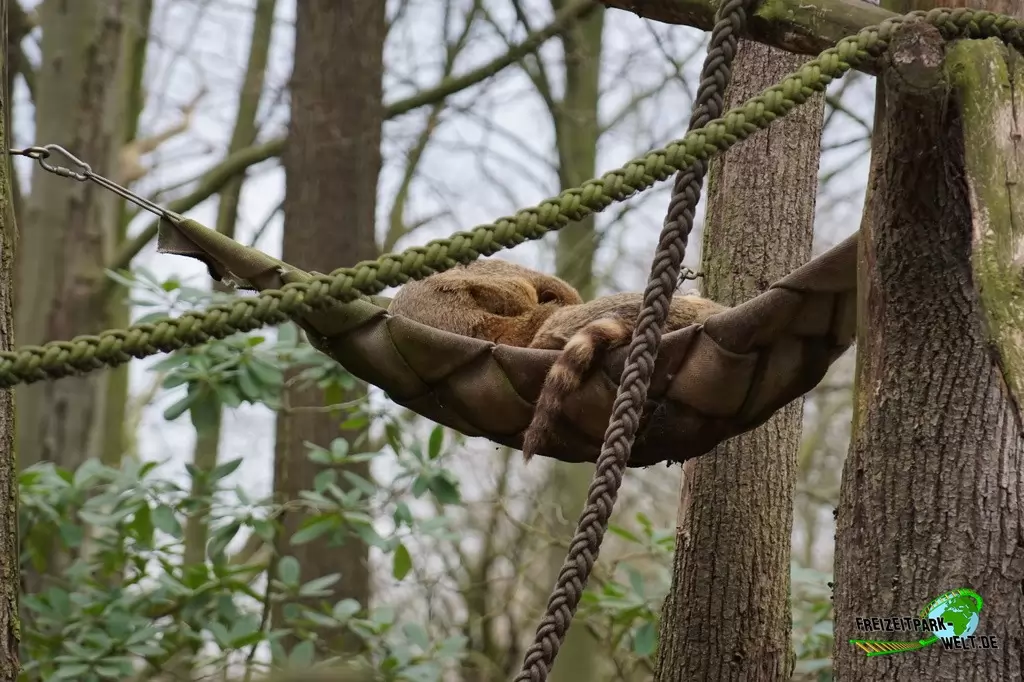 Nasenbär im Zoo Dortmund - 2015