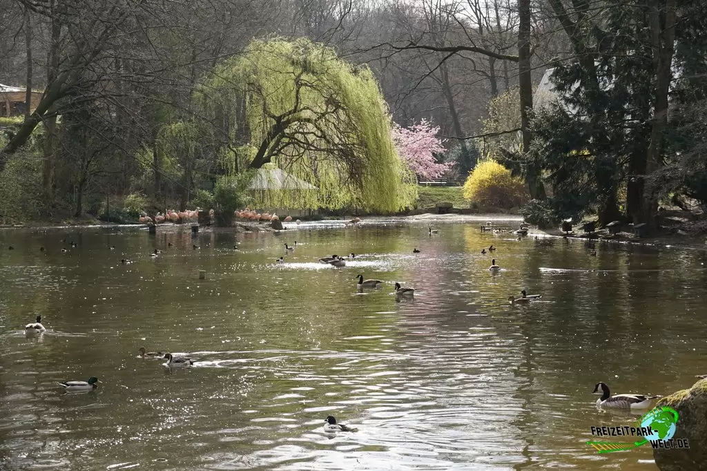Chile-Flamingo im Zoo Dortmund - 2015: Eingangsbereich mit Chile Flamingos im Hintergrund