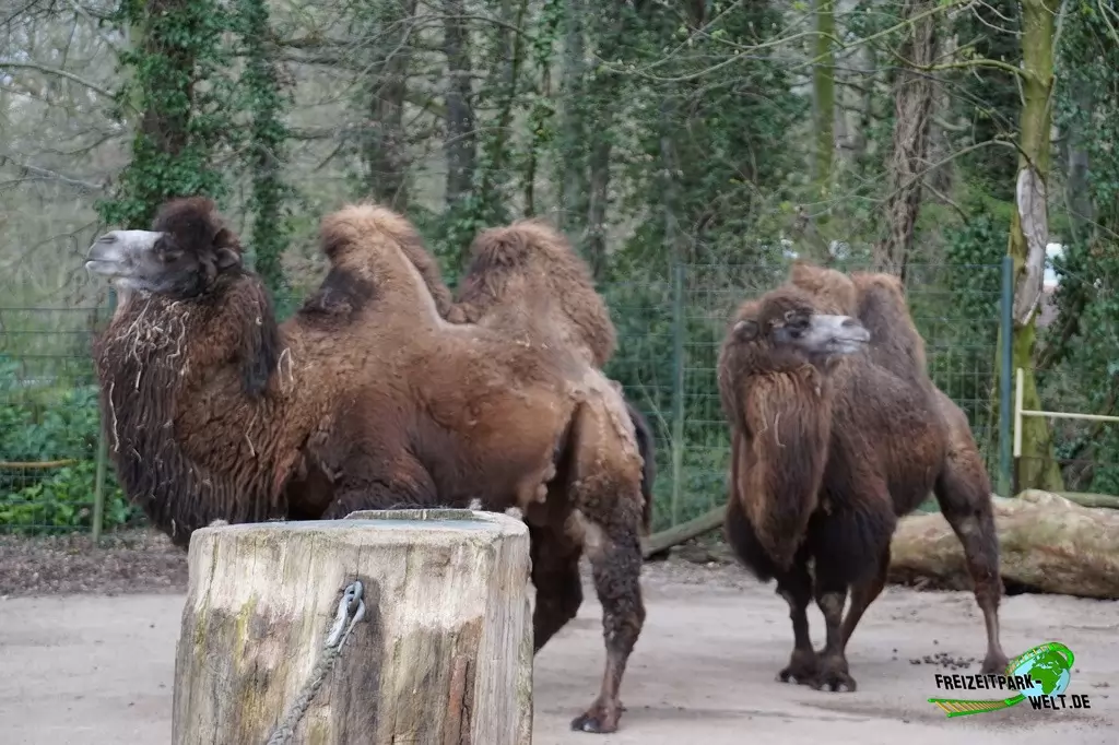 Trampeltier im Zoo Dortmund - 2015
