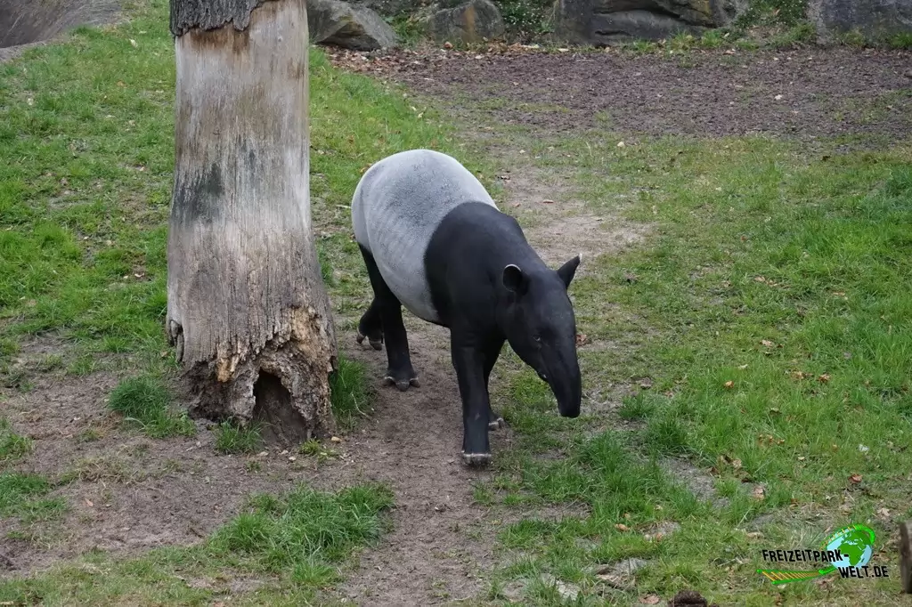 Schabrackentapir im Zoo Dortmund - 2015