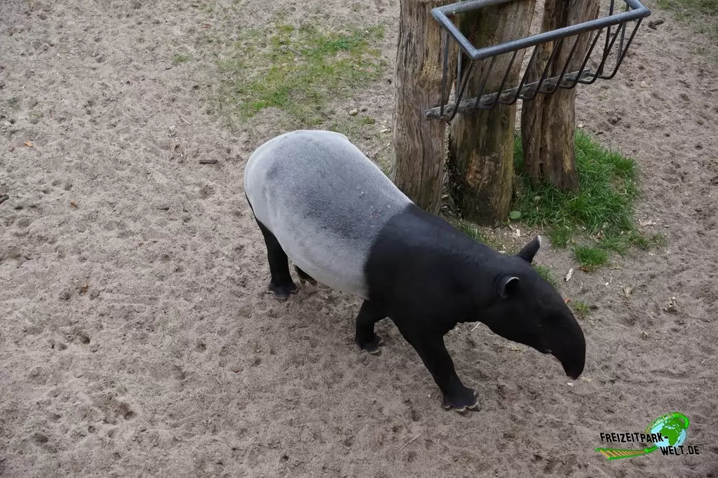 Schabrackentapir im Zoo Dortmund - 2015
