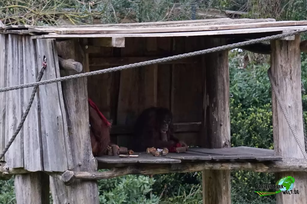 Orang-Utan im Zoo Dortmund - 2015