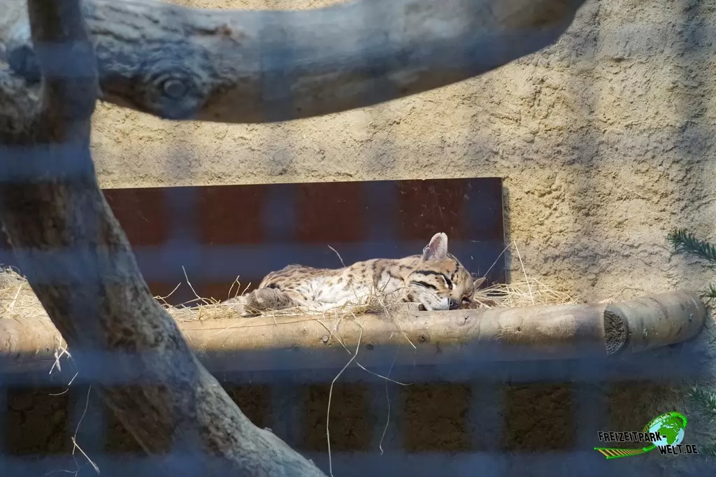 Ozelot im Zoo Dortmund - 2015