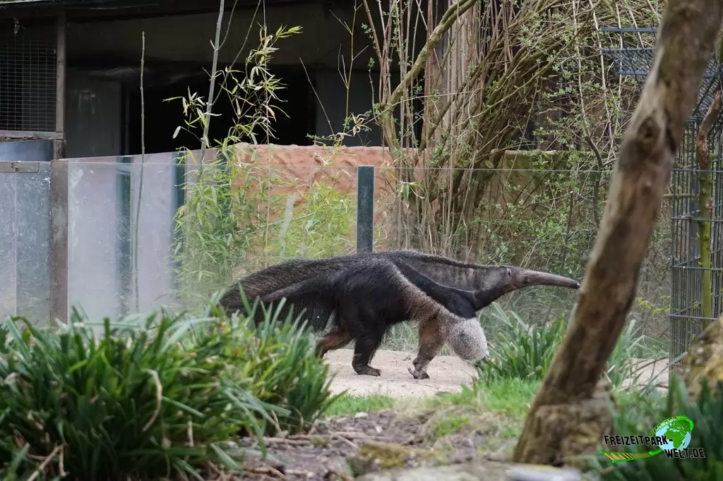 Großer Ameisenbär im Zoo Dortmund - 2015