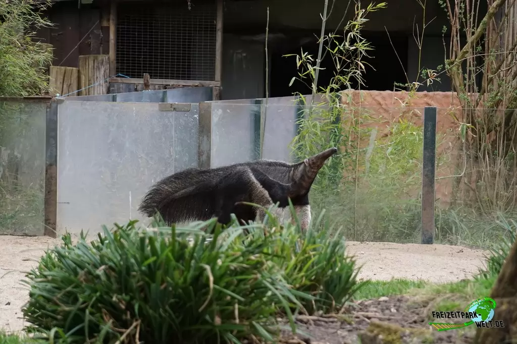 Großer Ameisenbär im Zoo Dortmund - 2015