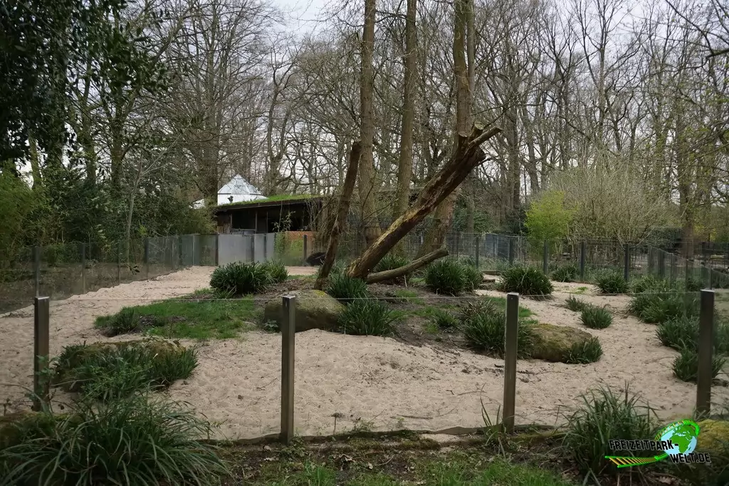Großer Ameisenbär im Zoo Dortmund - 2015