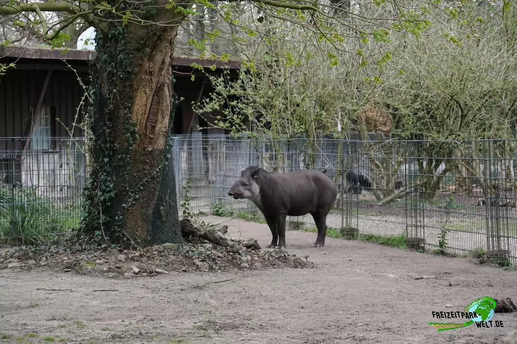 Flachlandtapir im Zoo Dortmund - 2015