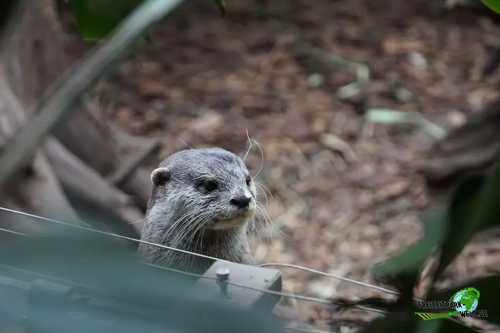 Zwergotter im Zoo Dortmund - 2015