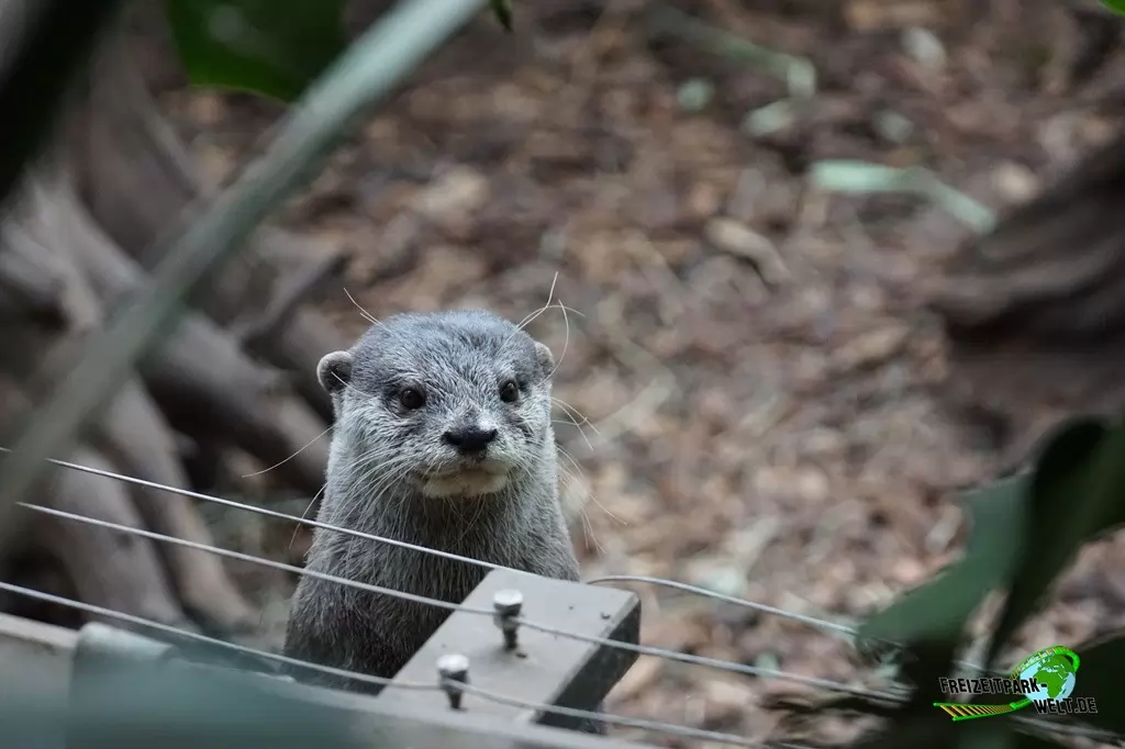Zwergotter im Zoo Dortmund - 2015