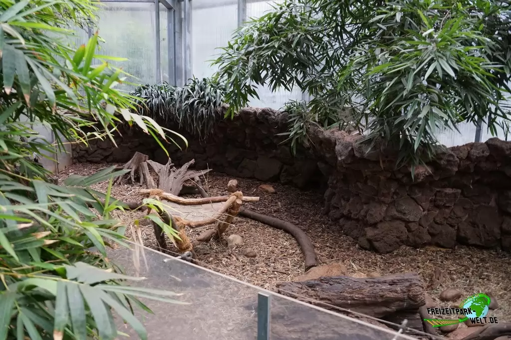 Zwergotter im Zoo Dortmund - 2015