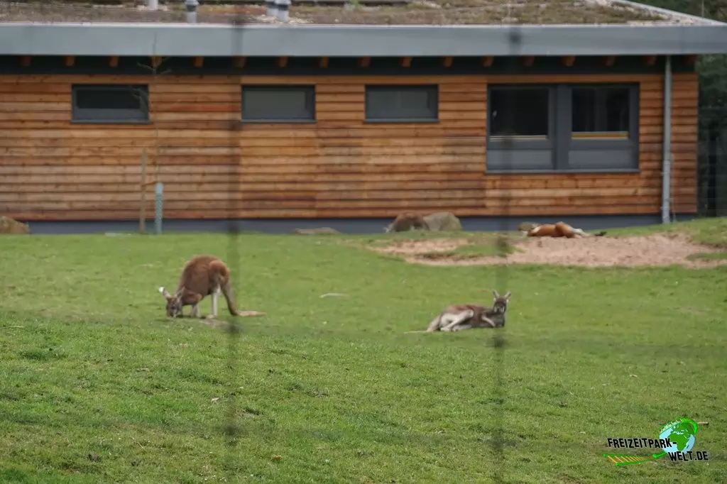 Rotes Riesenkänguru im Zoo Dortmund - 2015