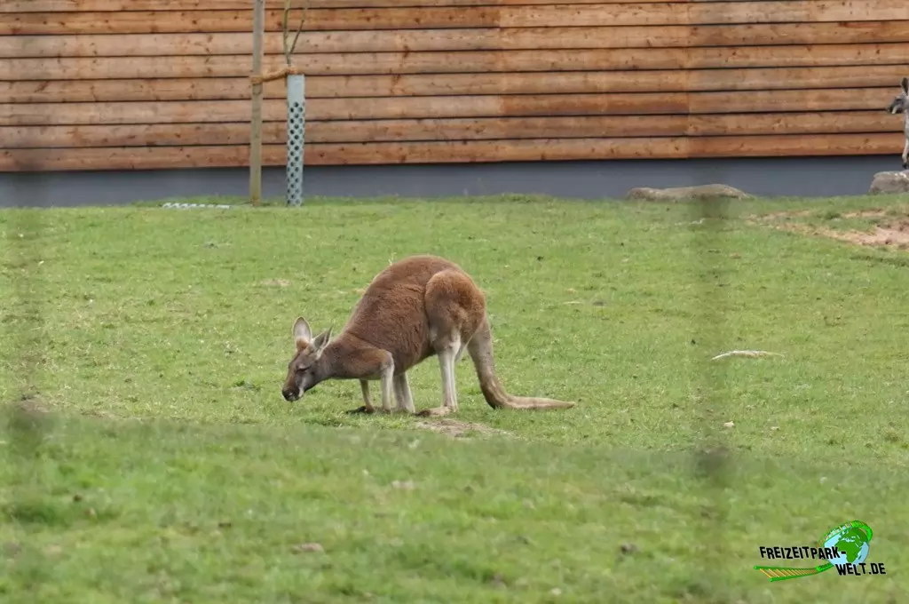 Rotes Riesenkänguru im Zoo Dortmund - 2015