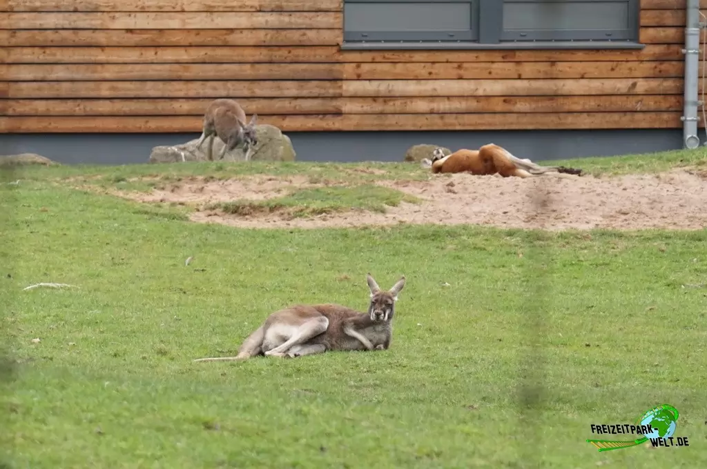 Rotes Riesenkänguru im Zoo Dortmund - 2015