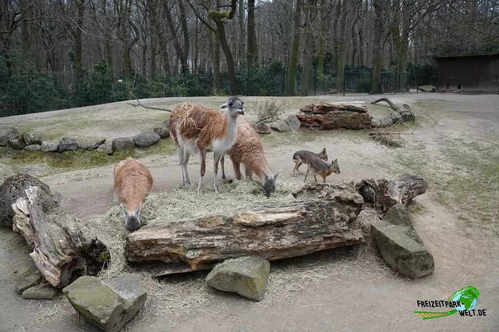 Guanako im Zoo Dortmund - 2015