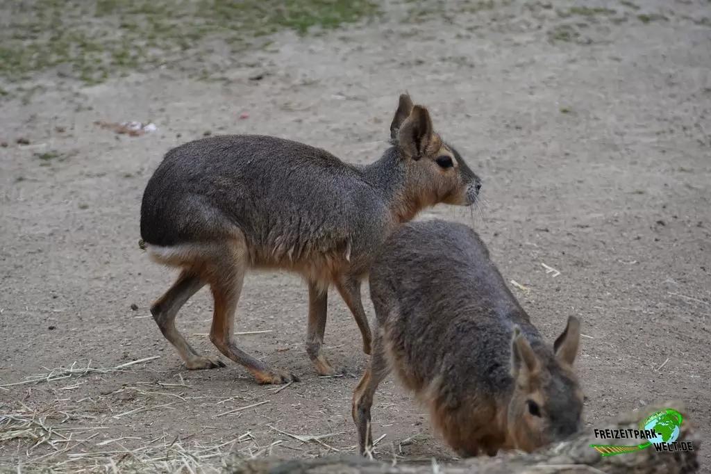 Großer Mara im Zoo Dortmund - 2015