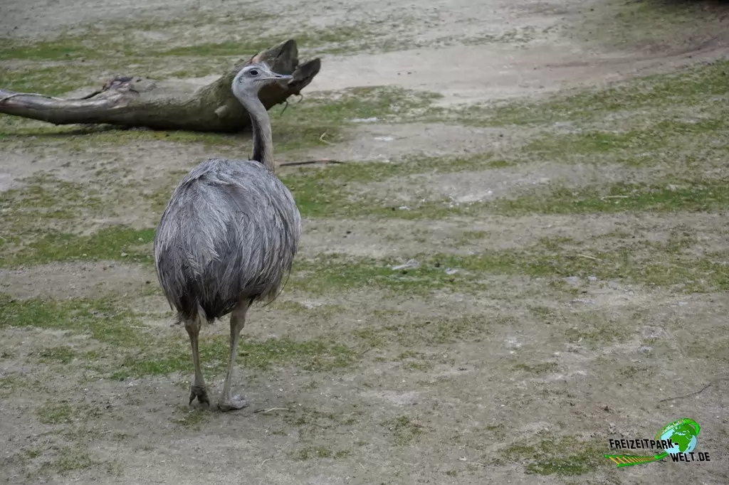 Nandu im Zoo Dortmund - 2015