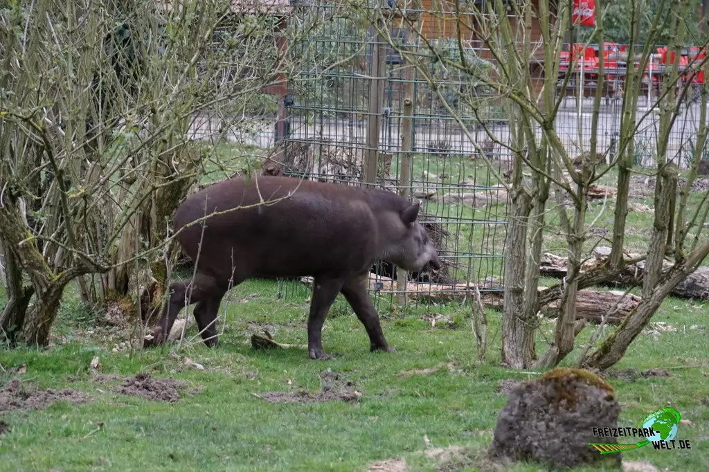 Wasserschwein / Capybara im Zoo Dortmund - 2015