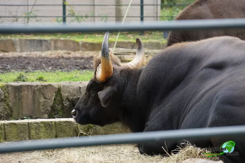 Vorderindischer Gaur im Zoo Dortmund - 2017
