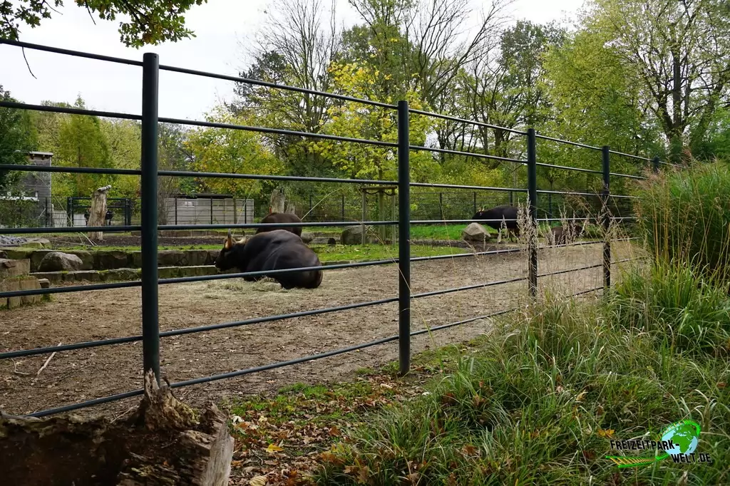 Vorderindischer Gaur im Zoo Dortmund - 2017