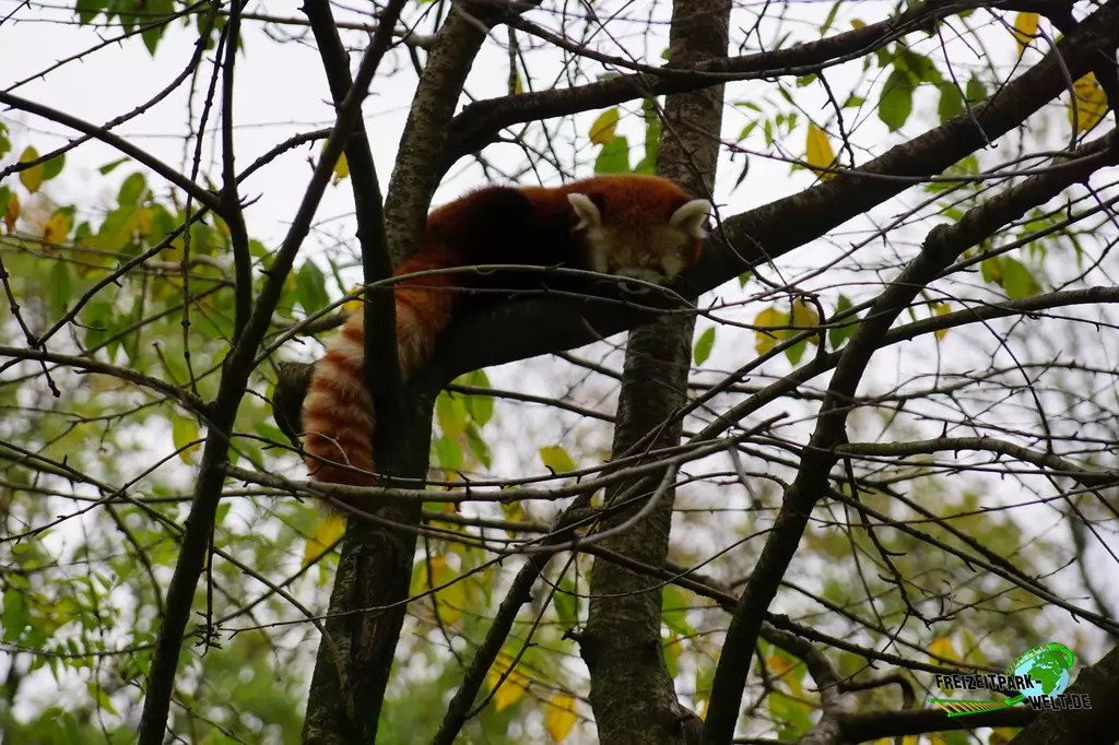 Kleiner Panda im Zoo Dortmund - 2017