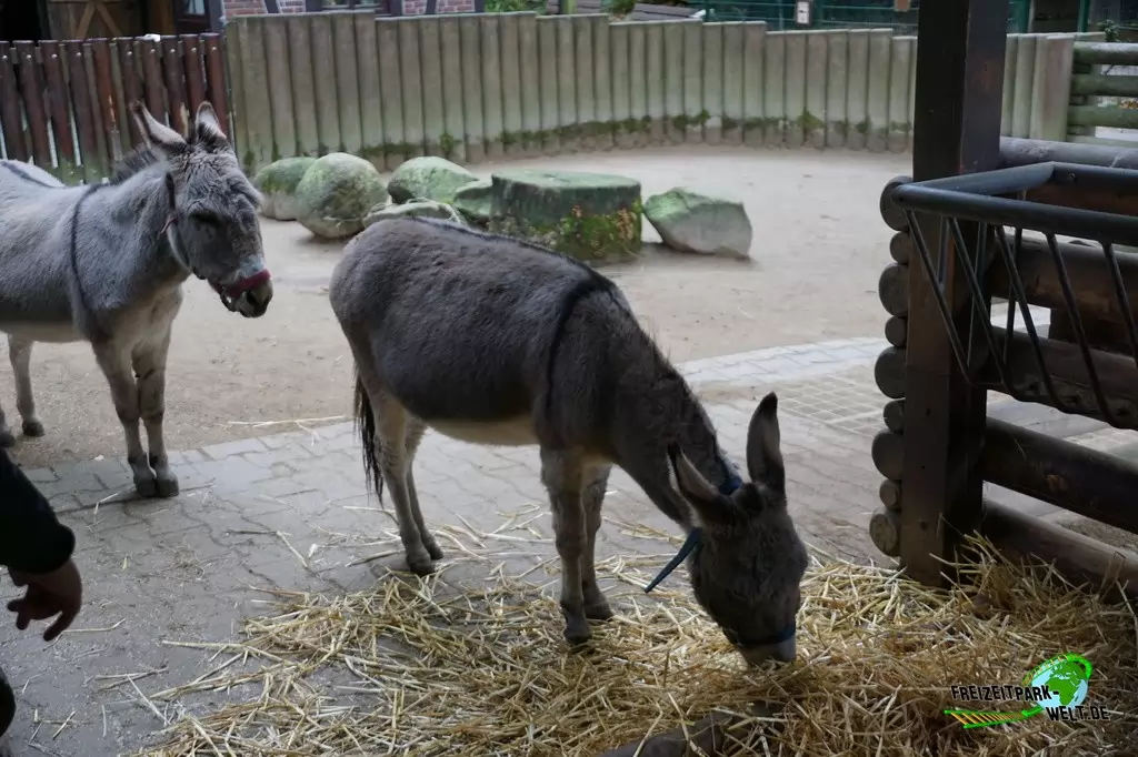 Hausesel im Zoo Dortmund - 2017