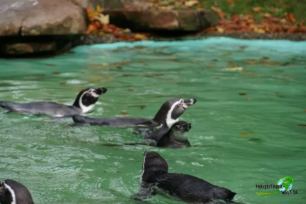 Humboldt-Pinguine im Zoo Dortmund - 2017