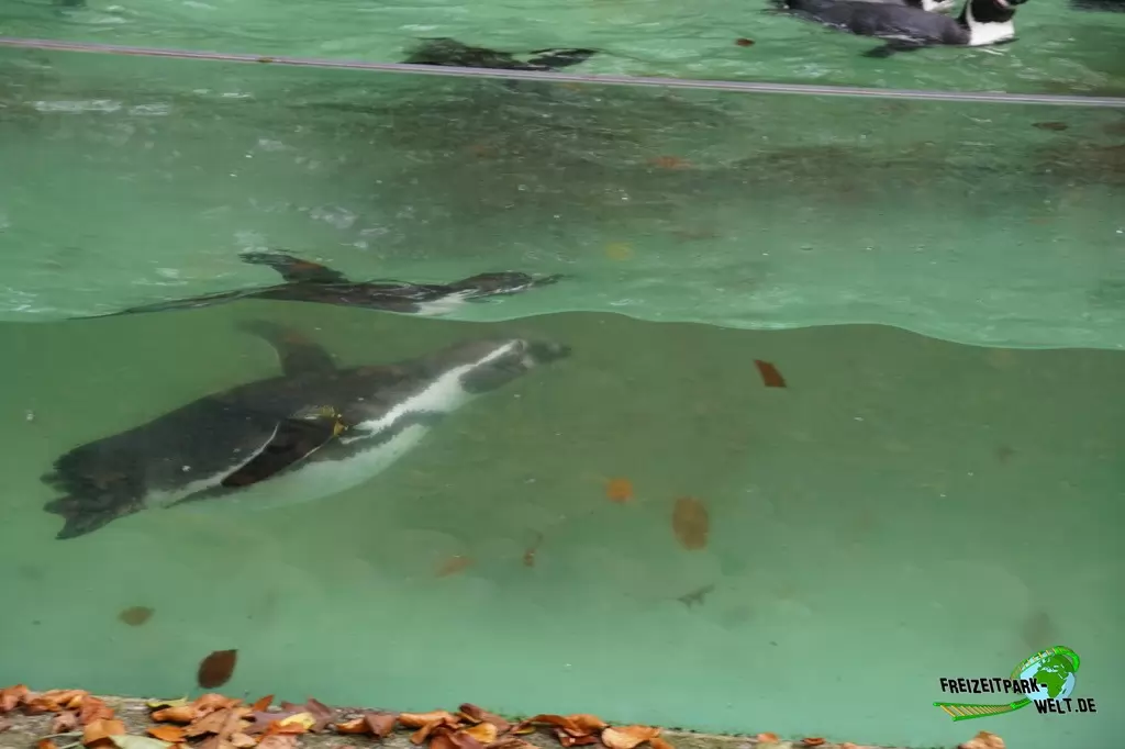 Humboldt-Pinguine im Zoo Dortmund - 2017