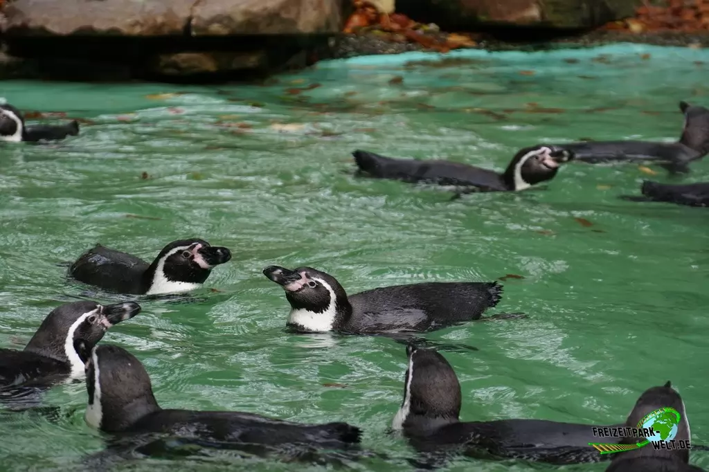 Humboldt-Pinguine im Zoo Dortmund - 2017