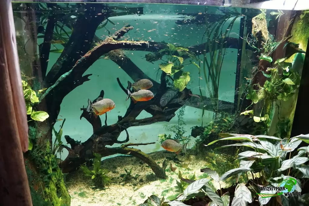 Piranhas im Zoo Dortmund - 2017