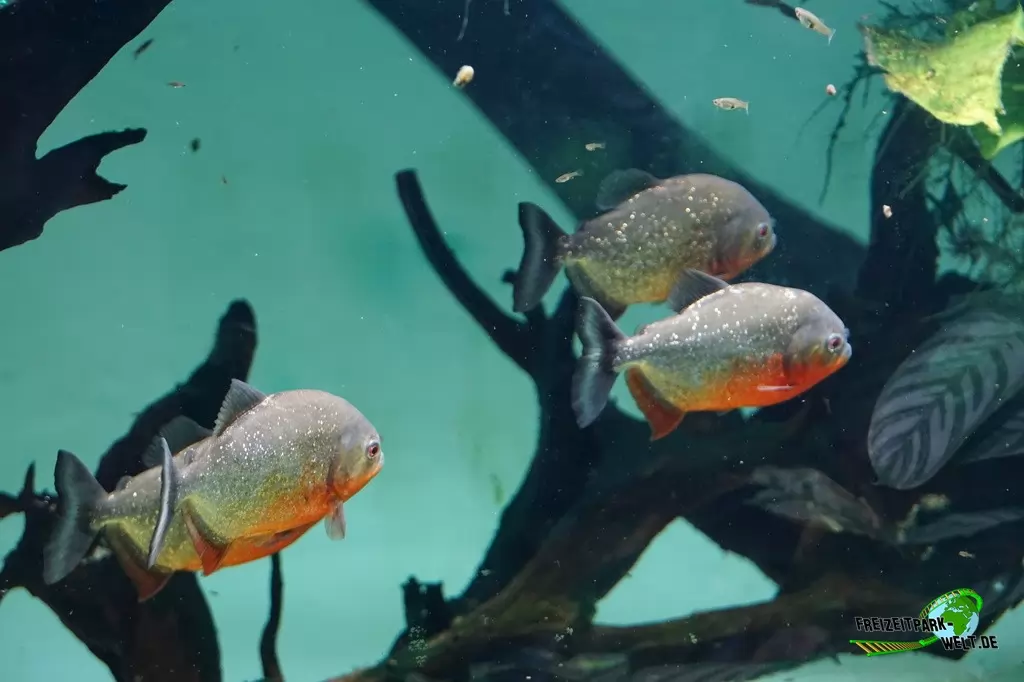 Piranhas im Zoo Dortmund - 2017