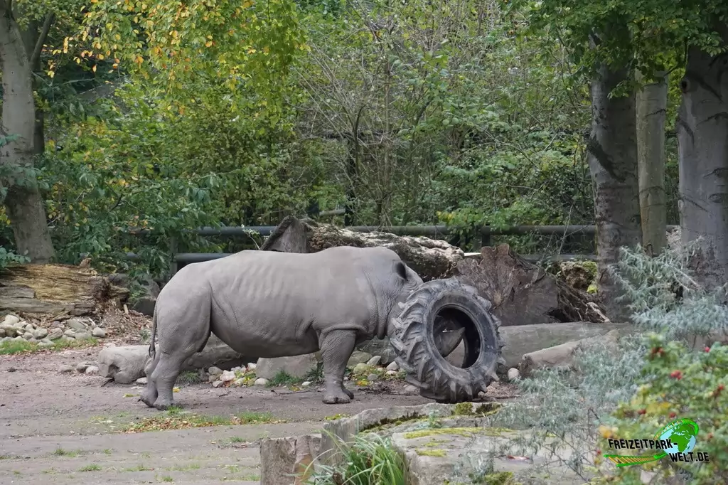 Breitmaul-Nashorn im Zoo Dortmund - 2017