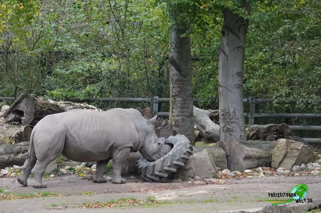 Breitmaul-Nashorn im Zoo Dortmund - 2017