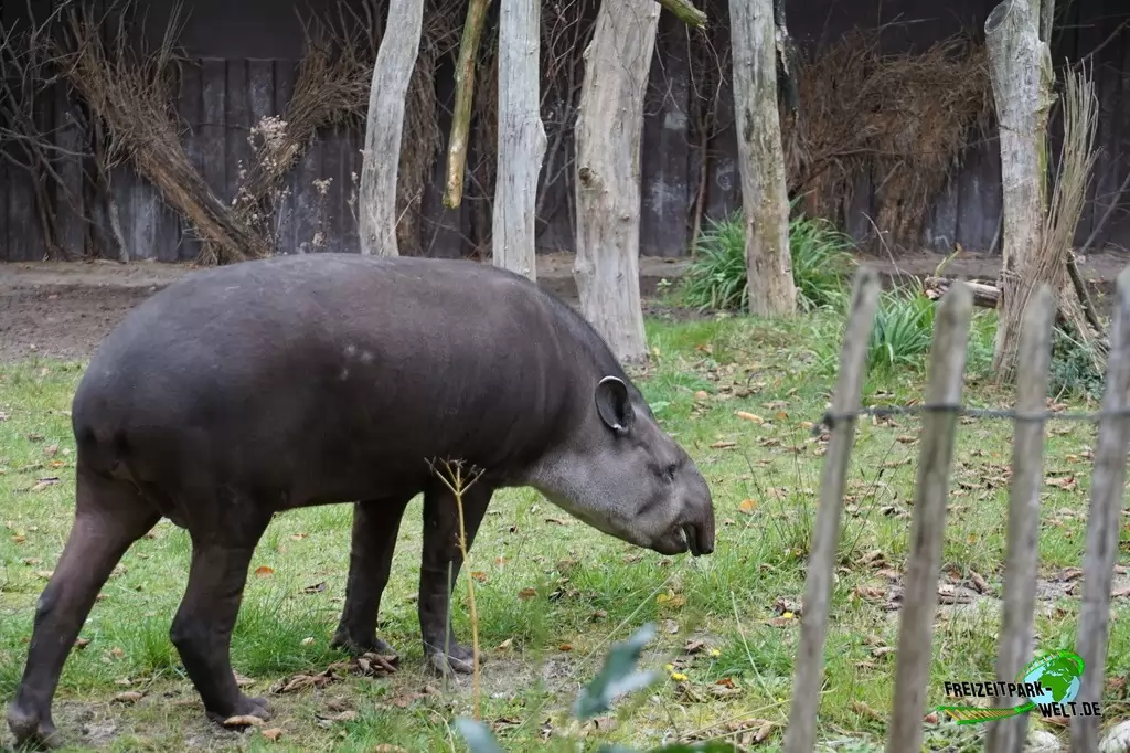 Flachlandtapir im Zoo Dortmund - 2017