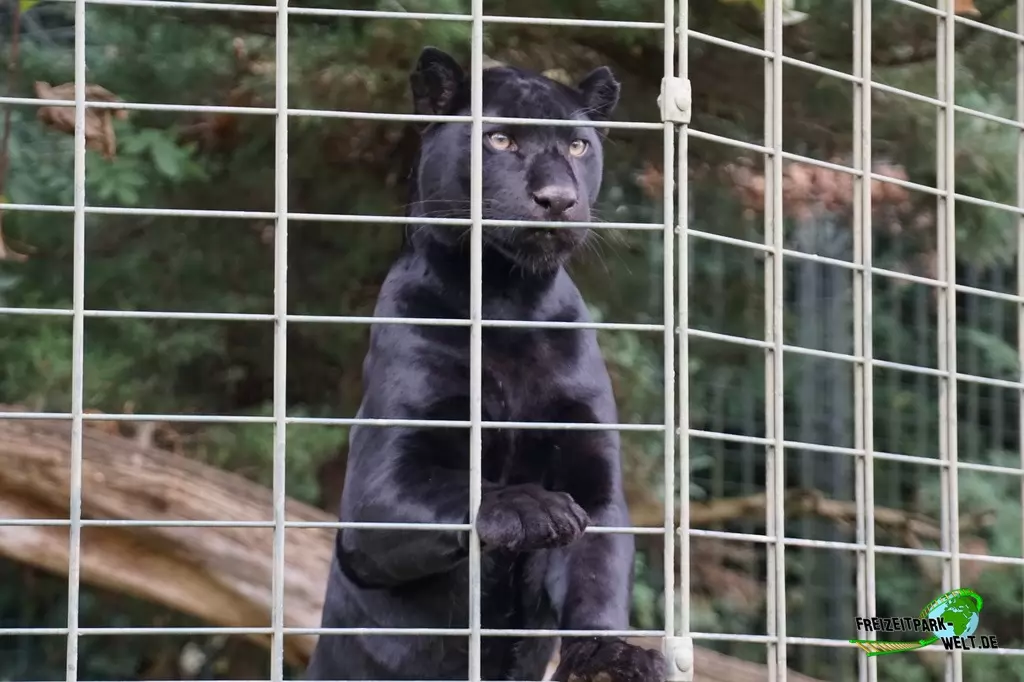 Amurleopard im Zoo Dortmund - 2017