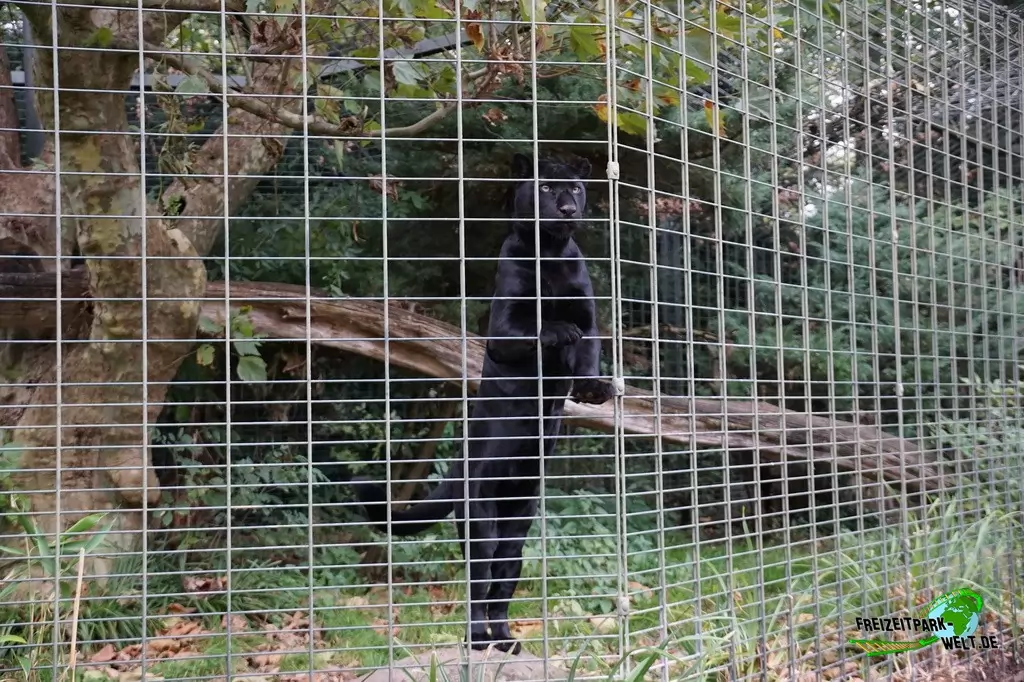 Amurleopard im Zoo Dortmund - 2017