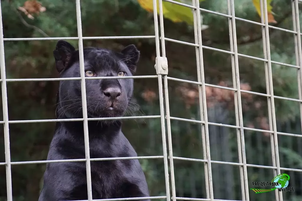 Amurleopard im Zoo Dortmund - 2017